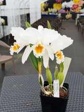Load image into Gallery viewer, Cattleya (C.) percivaliana alba ‘White Princess’ , division mature in spike , rare
