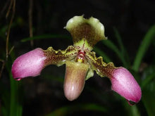 Load image into Gallery viewer, Paphiopedilum hirsutissimum ' Taiwan x sib, 'Jem'
