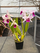 Load image into Gallery viewer, Cattleya purpurata flamea  double spike

