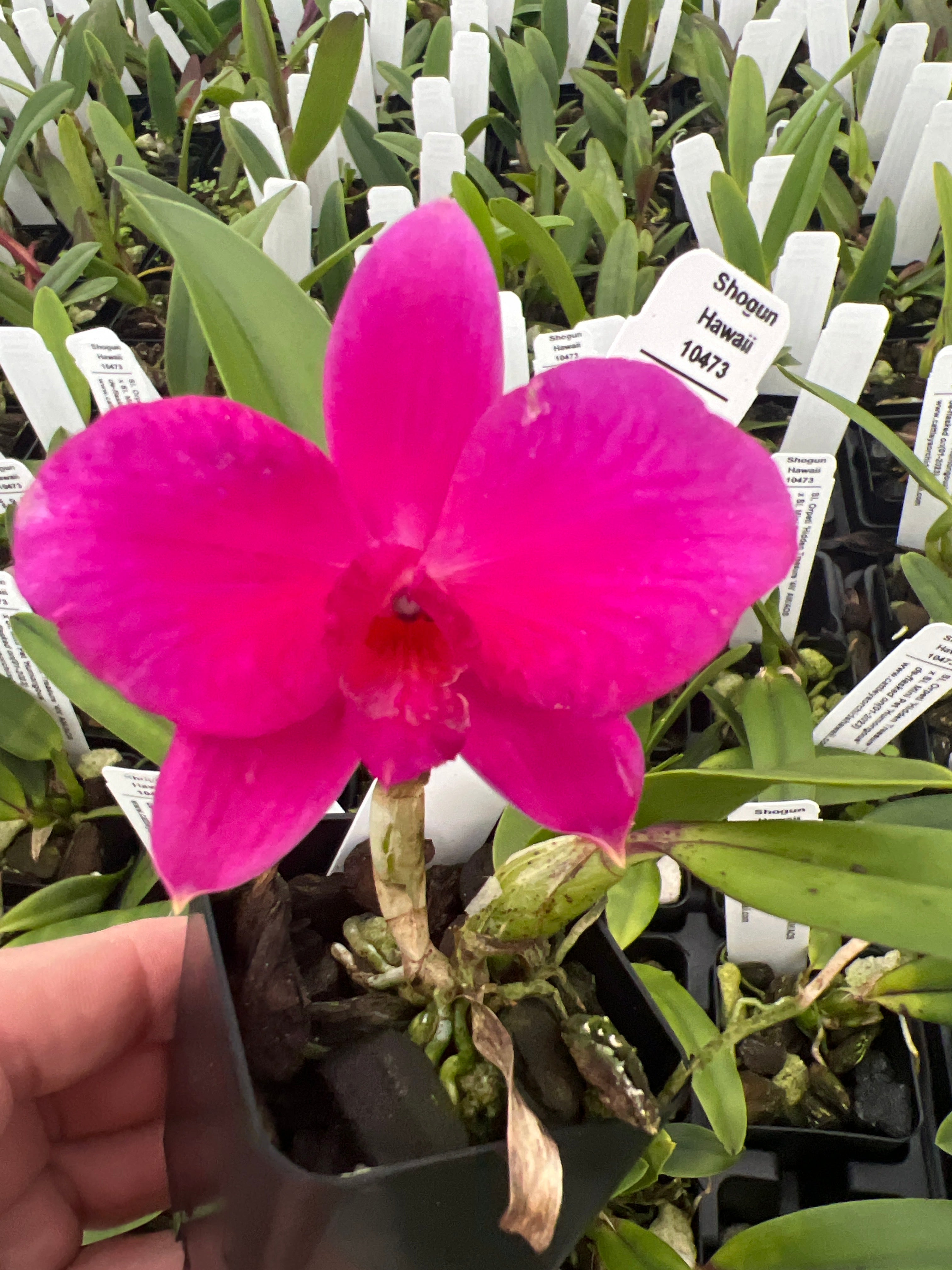 スポーツトイ・アクショントイ Hydrangea Cattleya / Fervent Red Orquídea Adulta Cattleya Hibrida Vermelha | Parcelamento sem