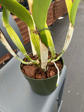 Load image into Gallery viewer, Cattleya (C.) Taida Eagle Eye ‘ White Angel ‘FCC, Large division with three spikes !!!
