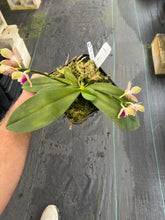 Load image into Gallery viewer, Phalaenopsis Corningana ‘Big tree ‘
