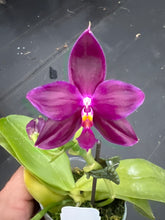 Load image into Gallery viewer, Select seedling :Phalaenopsis Yaphon super Jaguar x Yaphon super Jaguar x Samera x Yaphon super Jaguar x ( Yaphon super Jaguar x Samera )
