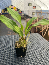 Load image into Gallery viewer, Stanhopea nigroviolacea ‘The Predator’ FCC/AOS
