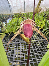 Load image into Gallery viewer, MSH1407 paphiopedilum Lady Isabel ( rothschildianum x stonei)
