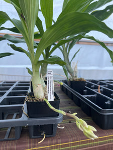 Ctsm . Vitalii in single spike