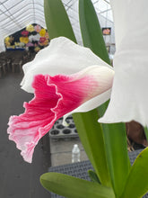 Load image into Gallery viewer, C. Purpurata carnea ‘Red Riot ‘, SELECT for good shape and coral red lip
