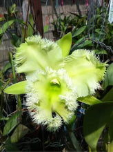Load image into Gallery viewer, Orchid flask: Rlc . Golf Green ‘Hair pig’
