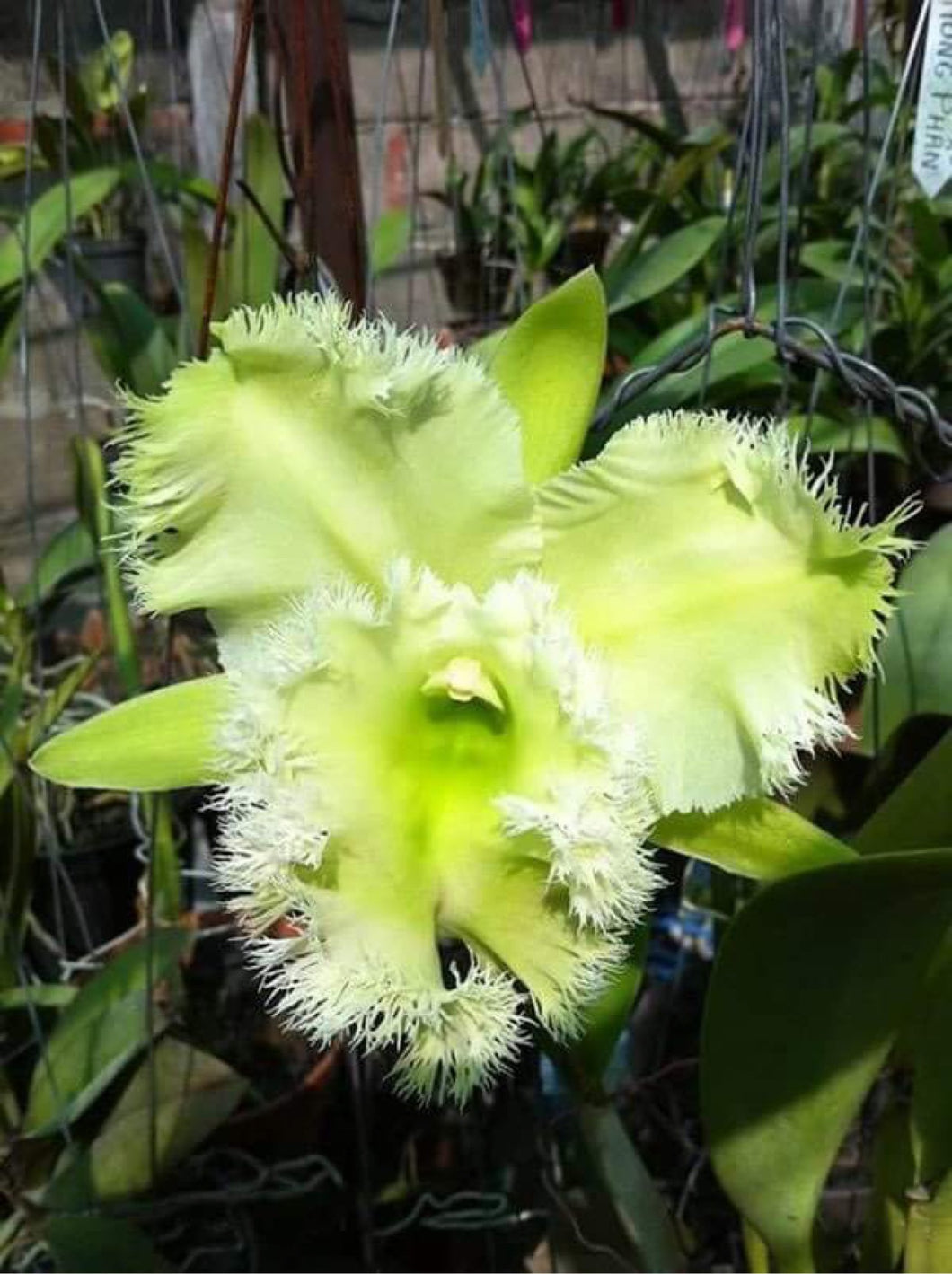 Orchid flask: Rlc . Golf Green ‘Hair pig’