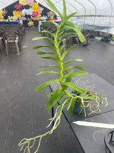 Load image into Gallery viewer, Vanda coerulea ‘Okika ‘ FCC/AOS of 92 points , Super rare offering on awarded clone
