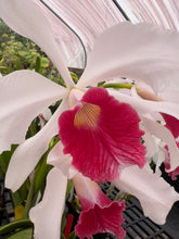 Load image into Gallery viewer, Orchid flask : C. purpurata carnea ‘Cherry pick ‘ x sib ‘Magnífico’
