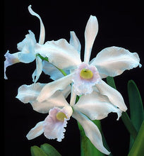 Load image into Gallery viewer, C . purpurata f . russeliana x self
