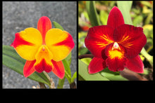 Load image into Gallery viewer, C . Exotic Aperol Spritz ‘ SVO’ x Rth . Casablanca Blaze ‘ SVO Sunset Flair ‘
