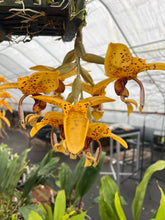 Load image into Gallery viewer, Stanhopea insignis x jenishiana , , 2 spikes awesome cross
