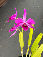 Load image into Gallery viewer, Cattleya (C.) purpurata .Razzberry’ x ‘Double Flame ‘ in bloom , super dark sanguinea type
