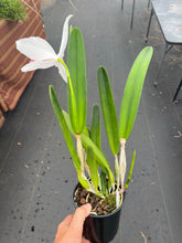 Load image into Gallery viewer, C. Purpurata carnea ‘Red Riot ‘, SELECT for good shape and coral red lip
