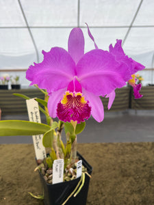 200- C . lueddemanniana f atropurpurea ‘Canaima’s Devil ‘ in double spike