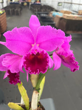 Load image into Gallery viewer, Rlc . Amy Wakasugi x Rlc . Red Glen ‘Eureka’, seedling in spike WOW !
