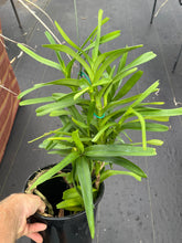 Load image into Gallery viewer, Vanda coerulea ‘Okika ‘FCC / AOS of 92 points , special rare original divisions
