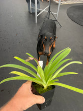 Load image into Gallery viewer, Paphiopedilum hirsutissimum ' Taiwan x sib, 'Jem'
