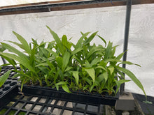 Load image into Gallery viewer, Stanhopea Shinjik x Coryanthes elegantinum ( makes Coryhopea ), plug tray
