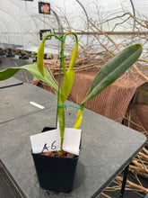 Load image into Gallery viewer, A6- Cattleya tenebrosa fma aurea ‘Walton Grange ‘ FCC xself , three bulb and in spike l
