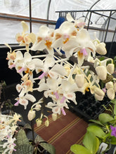 Load image into Gallery viewer, Phalaenopsis Celebensis  x sib . In spike

