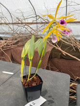 Load image into Gallery viewer, A2- Cattleya tenebrosa fma.aurea ‘Walton Grange ‘ FCC x self
