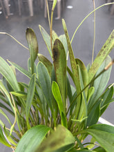 Load image into Gallery viewer, Masdevallia Georgian Franczyk ‘Purple Gem ‘AM , original division

