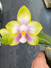 Load image into Gallery viewer, Phalaenopsis Patti Lee SM/WOC 2021
