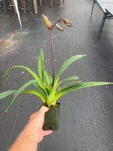 Load image into Gallery viewer, Paph. Saint Swithin in spike
