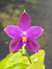 Load image into Gallery viewer, Phalaenopsis ( Penang Jewel x ( Yaphon Super Jaguar x Samera) x Yaphon Blue Bird, one of a kind seedling
