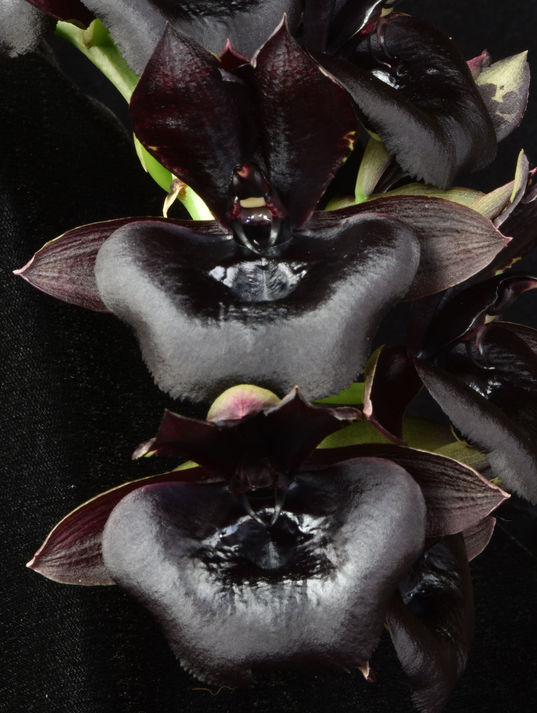 Catasetum (Ctsm .) Richie Moran ‘Shogun’s black Heart ‘ AM / AOS of 88 points