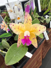 Load image into Gallery viewer, Cattleya amethystoglossa aurea ‘Fred ‘ x self
