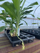 Load image into Gallery viewer, Ctsm. Vitalii (Ctsm . Melana Davison ‘Bombshell’x ivaneae‘Purple Fantasy’)
