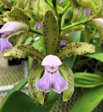 Load image into Gallery viewer, C . leopoldii f . coerulea ‘Blue birthday ‘ x ‘ Blue Rebel ‘
