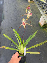 Load image into Gallery viewer, A16- Paph . Lady Isobel SH 1786
