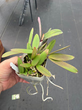 Load image into Gallery viewer, C . schilleriana  x sib
