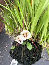 Load image into Gallery viewer, The monkey face orchid : Dracula Lotax, all spiking !❤️
