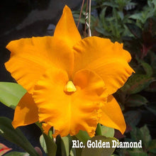Load image into Gallery viewer, 100 x Cattleya clones - 15varieties
