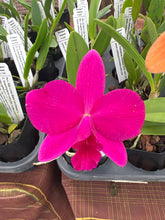 Load image into Gallery viewer, Mini cattleya 12 plant  memorial day super special package
