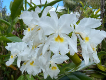 Load image into Gallery viewer, Cattleya warscewiczii alba ‘Firmin Lambeau ‘Kathleen ‘, front lead division
