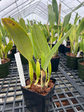 Load image into Gallery viewer, Cattleya (C.) Trianae concolor ‘Amparo ‘ original division
