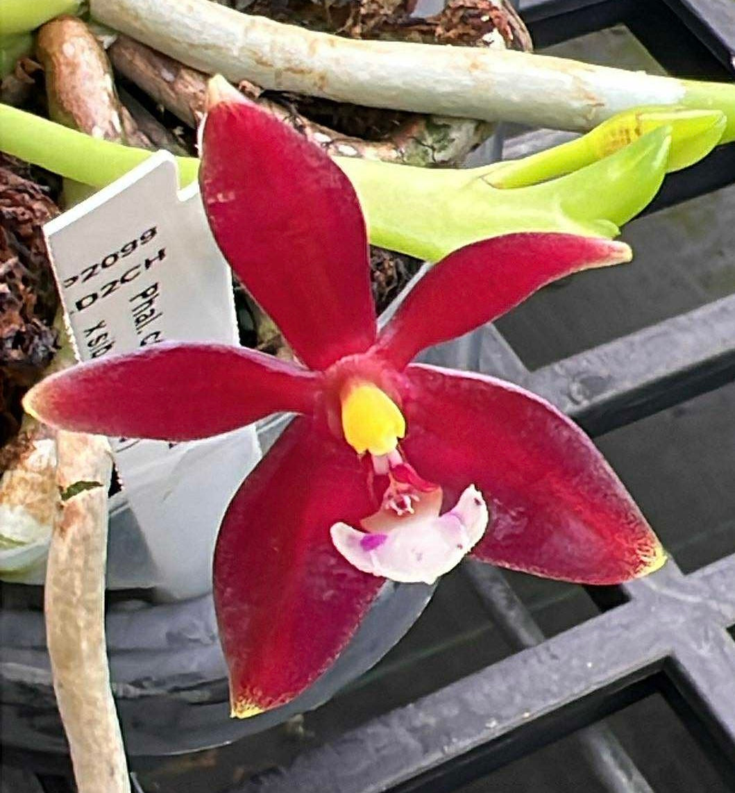 Phalaenopsis cornu-cervi ‘Red’