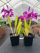 Load image into Gallery viewer, Cattleya (C.) purpurata .Razzberry’ x ‘Double Flame ‘ in bloom , super dark sanguinea type
