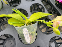 Load image into Gallery viewer, Phalaenopsis (Penang Jewel x ( Yaphon super Jaguar x Samera) x Mituo golden tiger ‘White Tiger’, one
