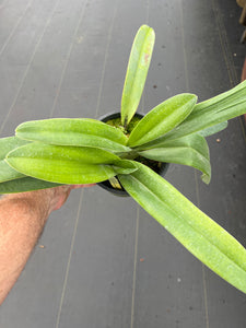 Paphiopedilum anitum x sanderianum ( Yang - Ji Hawk )