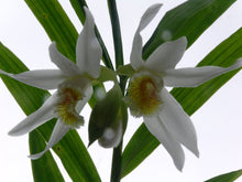 Load image into Gallery viewer, Thunia alba , large plants , rare offering
