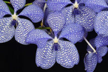 Load image into Gallery viewer, Vanda coerulea ‘Okika ‘ FCC/AOS of 92 points , Super rare offering on awarded clone
