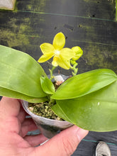 Load image into Gallery viewer, Phalaenopsis (Yin’s Dreamy spotted Yaohon yellow bomb) x Penang violacea ‘BK forest ‘, one of a kind seedling
